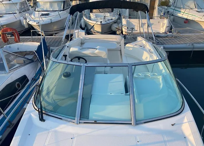 Chamerops Ouistreham